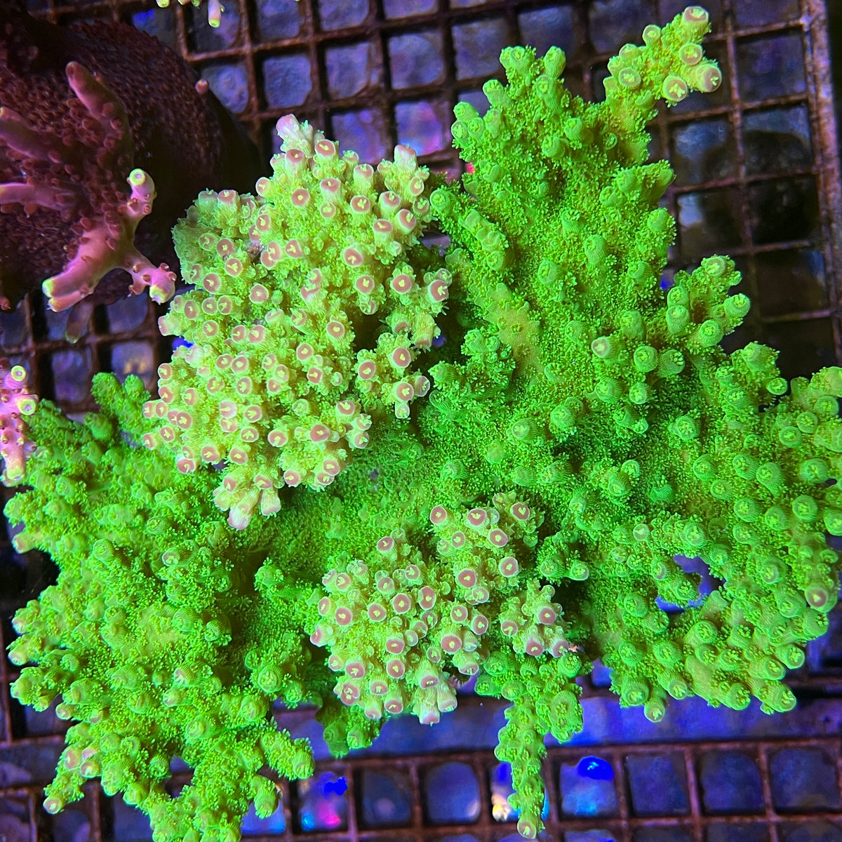 AV99 Orange Crush Acropora coral at Lazy's Coral House