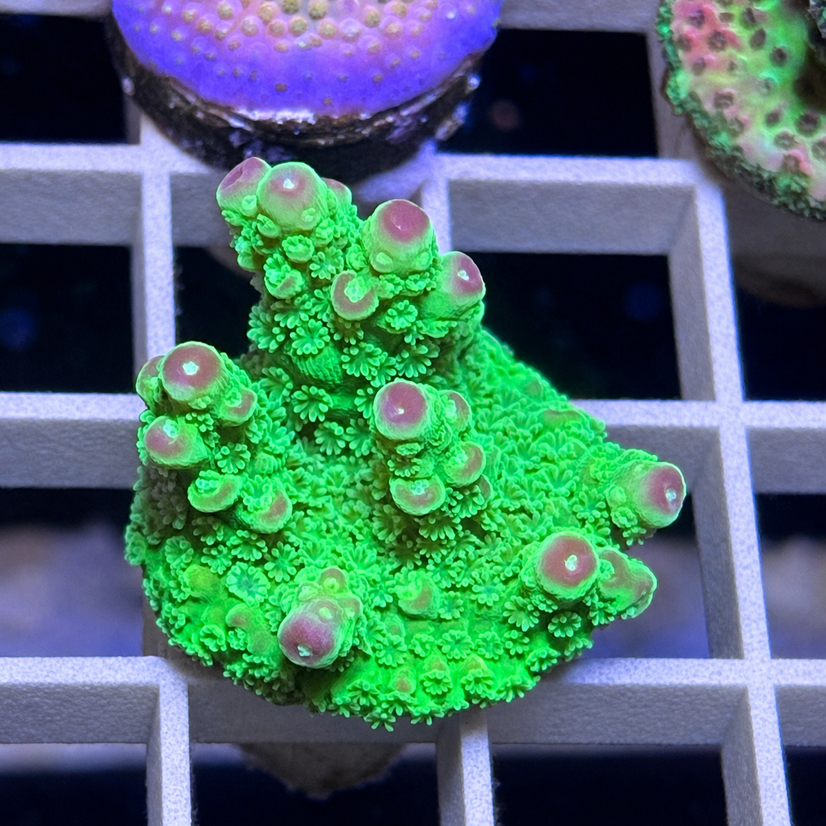 AV99 Orange Crush Acropora - WYSIWYG coral at Lazy's Coral House.