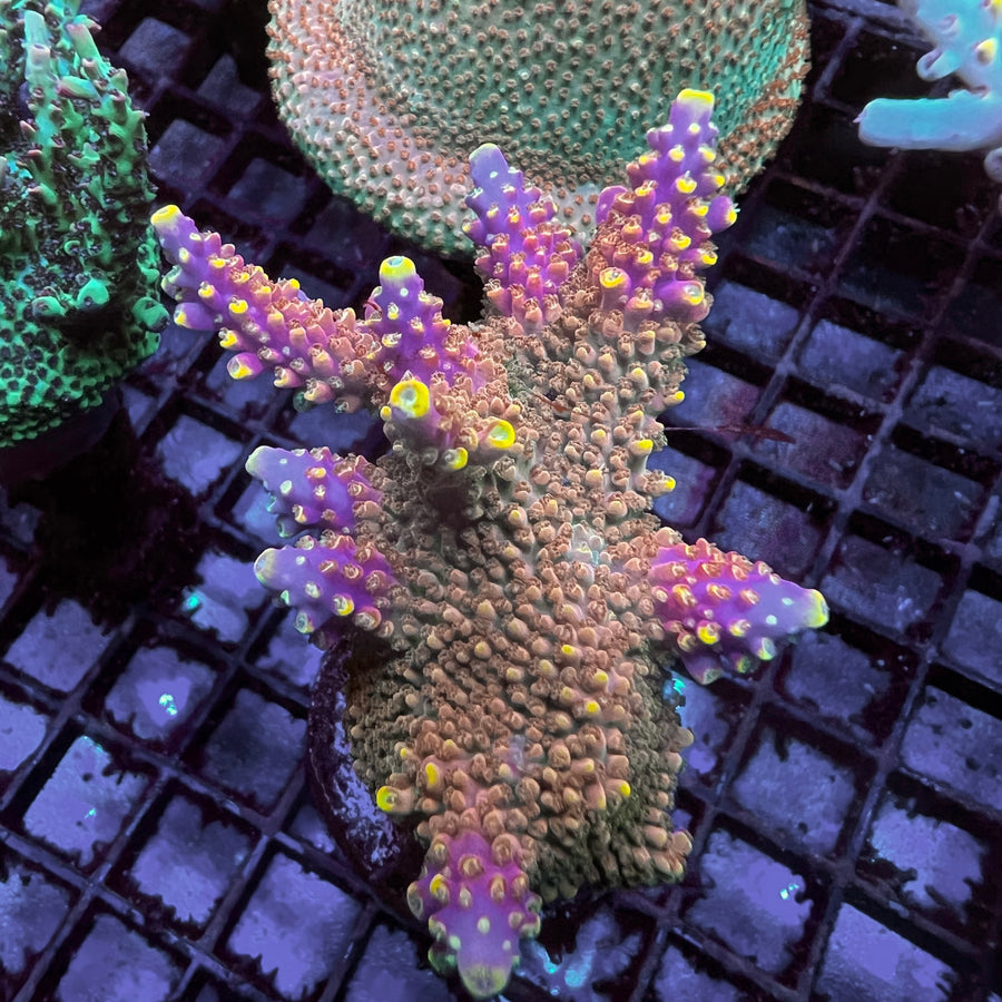 BC Bubblebath Unicorn coral at Lazy's Coral House