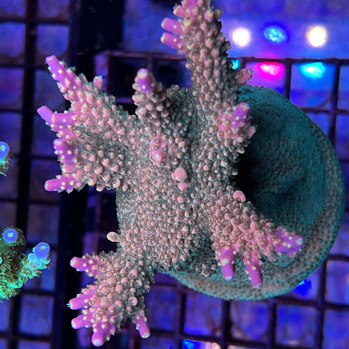BC Bubblebath Unicorn coral at Lazy's Coral House