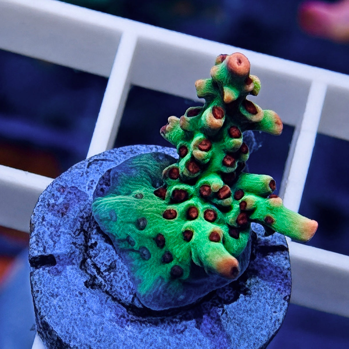 BC Kenberry Acropora - WYSIWYG coral at Lazy's Coral House.