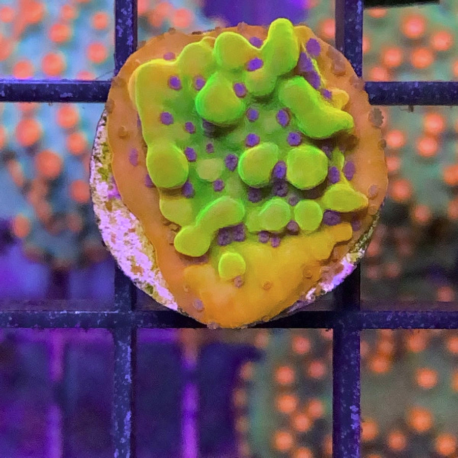 Beast Monti coral at Lazy's Coral House