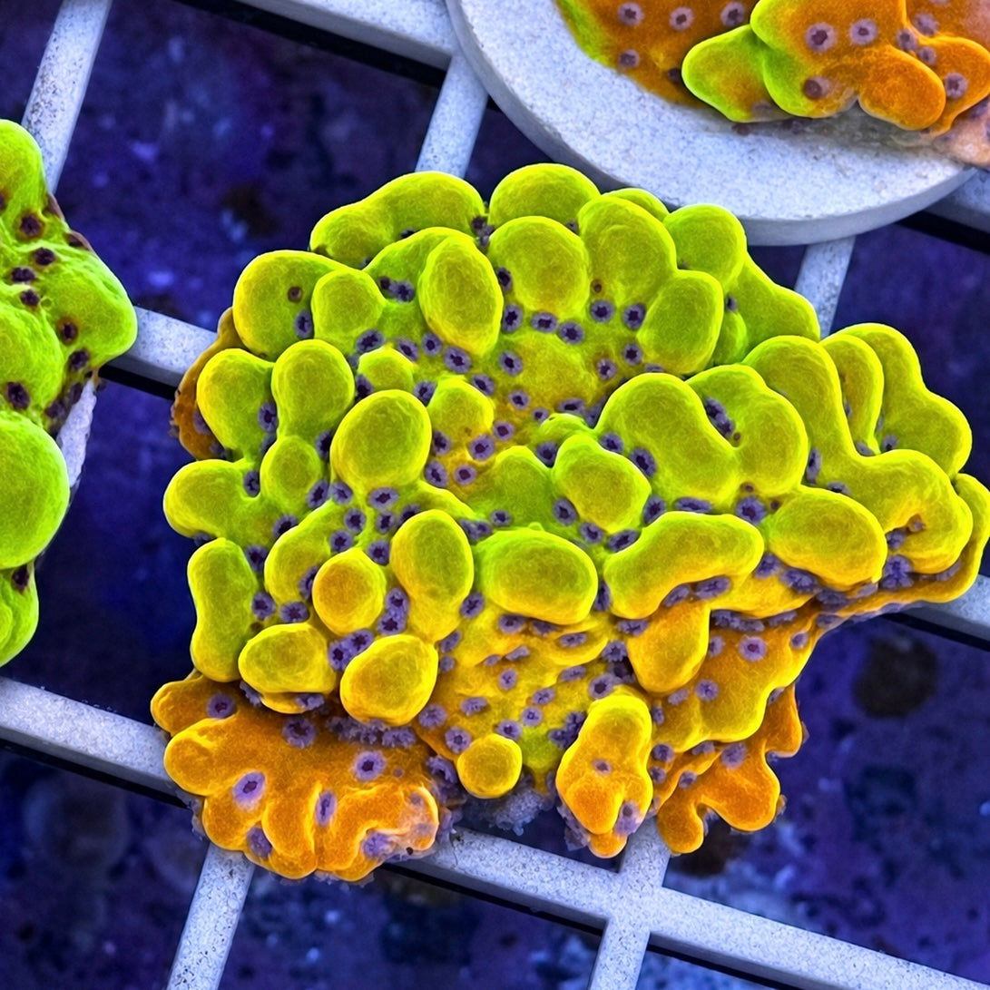 Beast Monti - WYSIWYG coral at Lazy's Coral House.