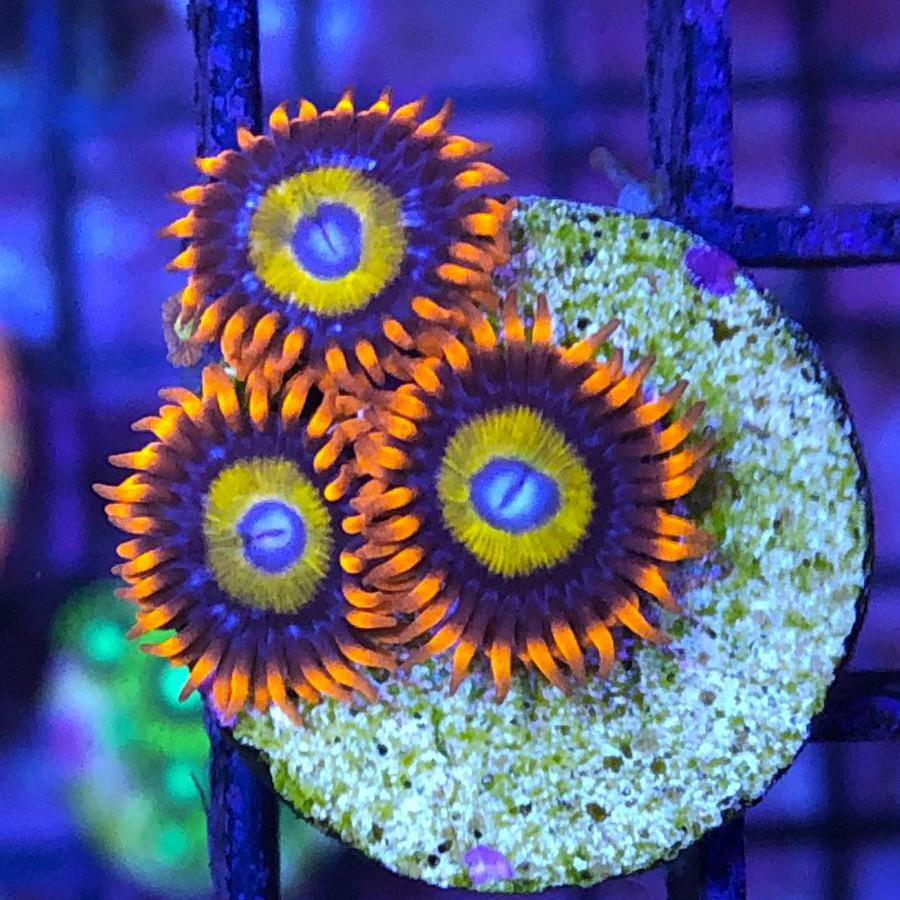 BEBB Blondies Zoas coral at Lazy's Coral House