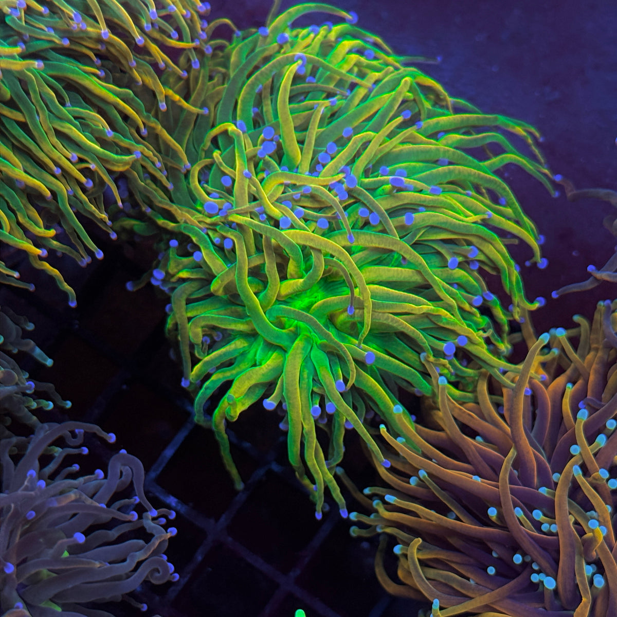 Bkchem Grinch Torch coral at Lazy's Coral House