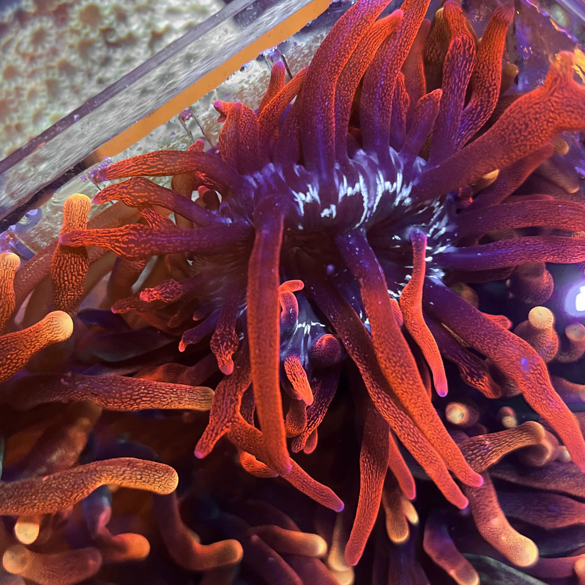 Black Widow Anemone coral at Lazy's Coral House