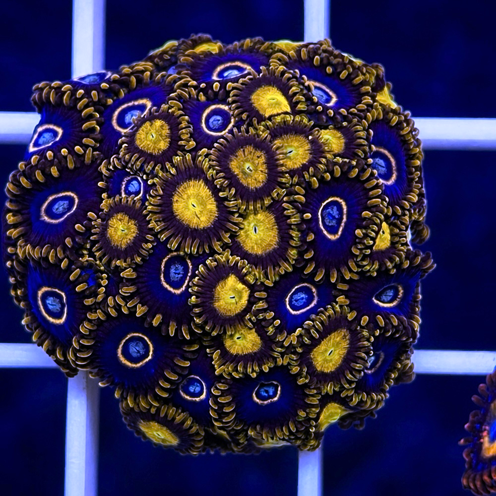 Blue Hornets Zoas Mix coral at Lazy's Coral House.