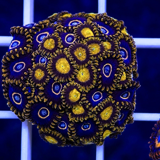 Blue Hornets Zoas Mix coral at Lazy's Coral House.