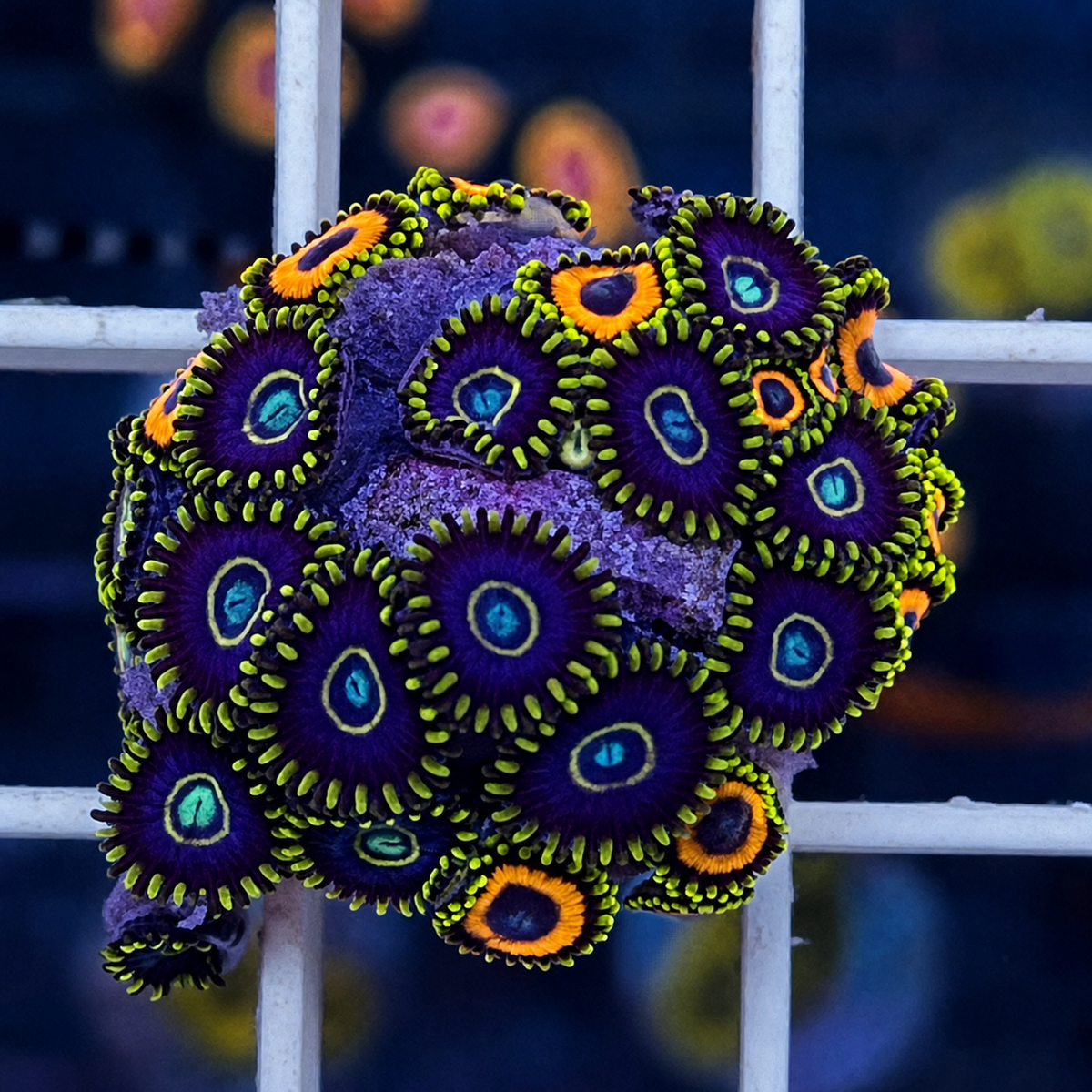 Blue Hornets Zoas - WYSIWYG - Mix Jungle Juice coral at Lazy's Coral House.