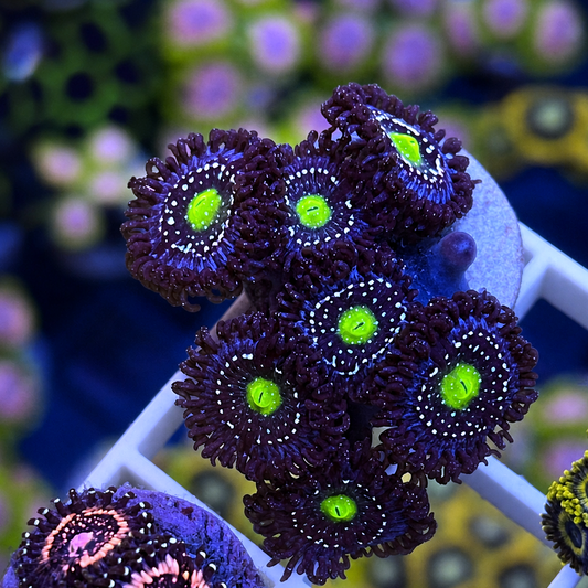 Blue Lagoon Zoas - WYSIWYG coral at Lazy's Coral House.