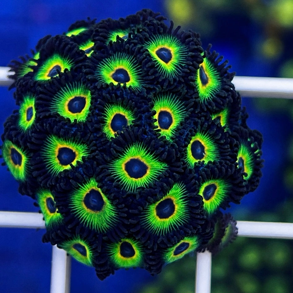 Bob Marley Zoas - WYSIWYG coral at Lazy's Coral House.