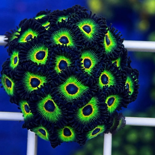 Bob Marley Zoas - WYSIWYG coral at Lazy's Coral House.