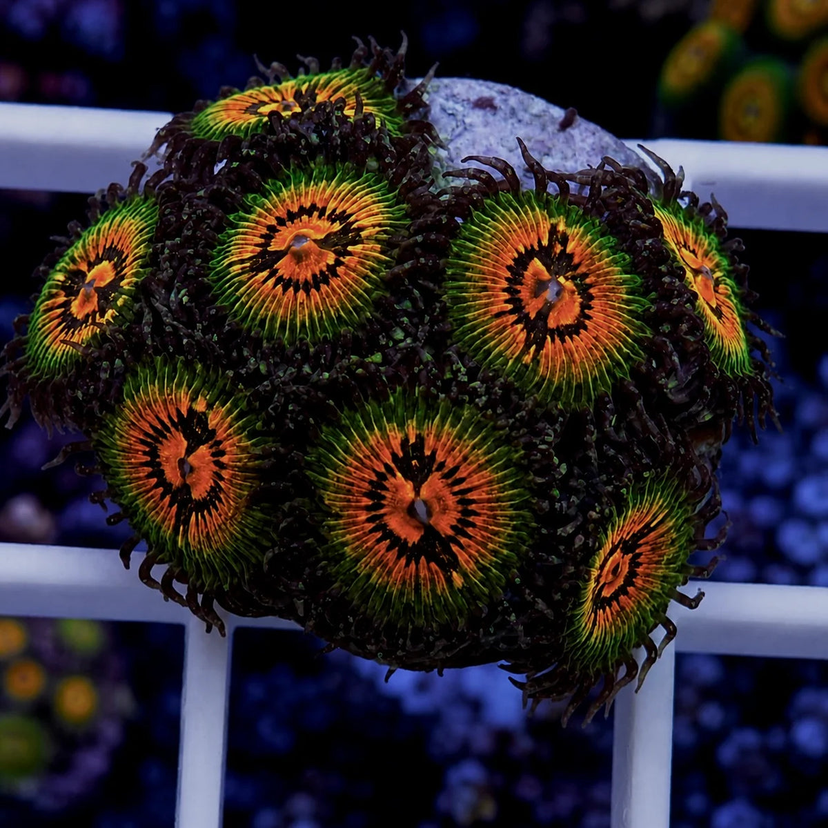 Bow Tie Blasters Zoas - full plug coral at Lazy's Coral House