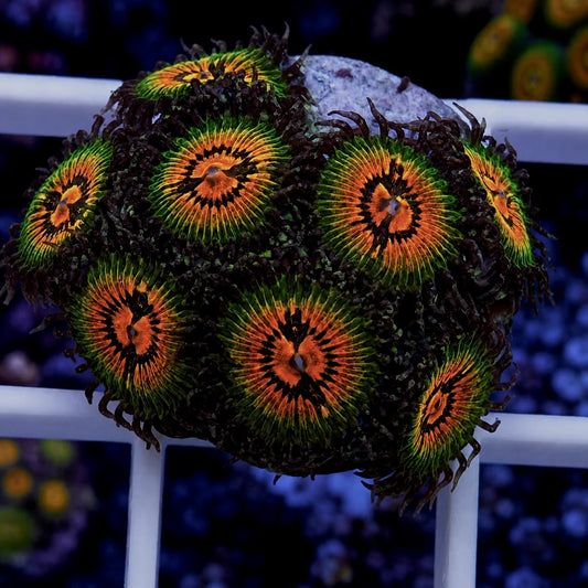 Bow Tie Blasters Zoas - full plug coral at Lazy's Coral House