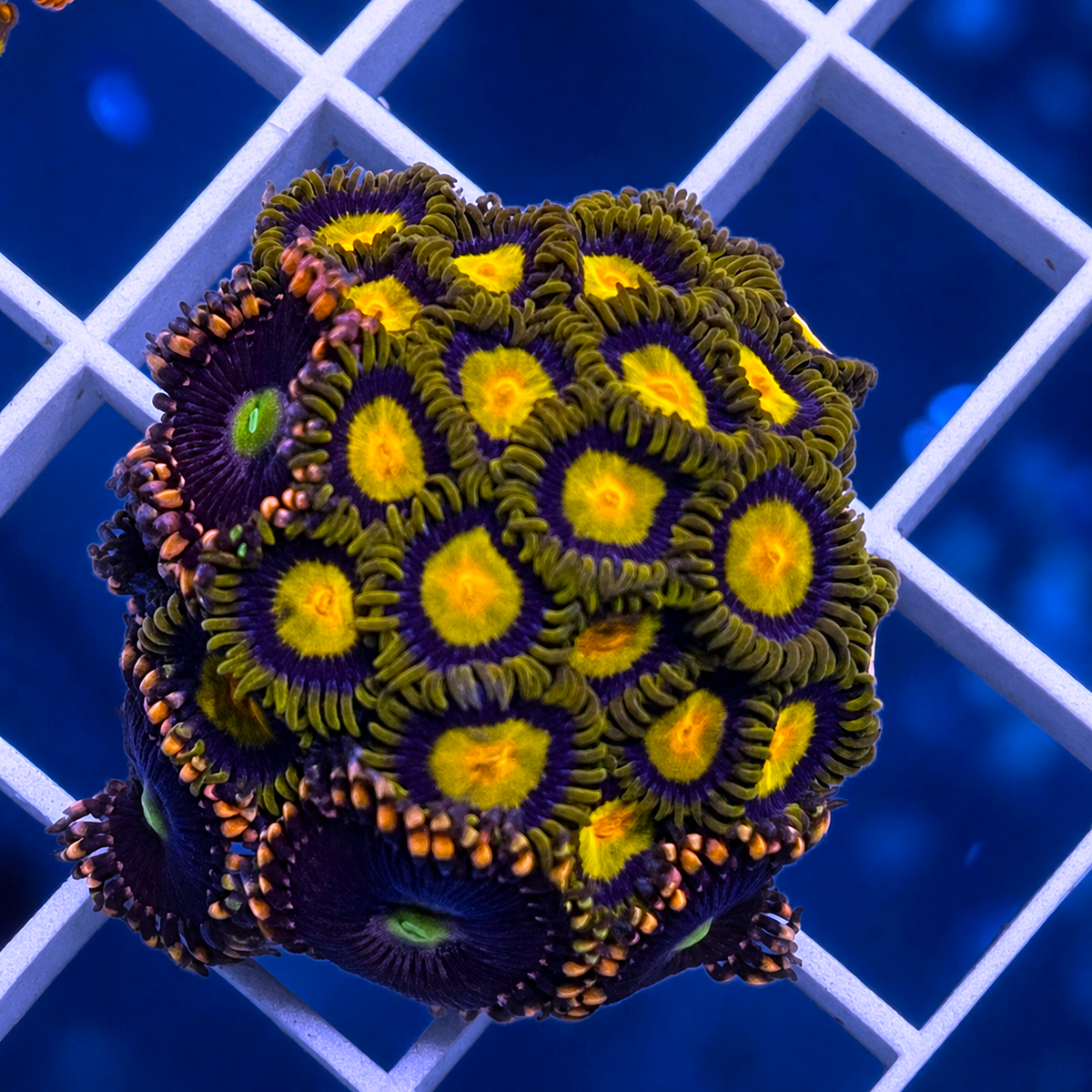 Bozo/Antimatter Zoas - Tutti Frutti Mix - WYSIWYG coral at Lazy's Coral House.