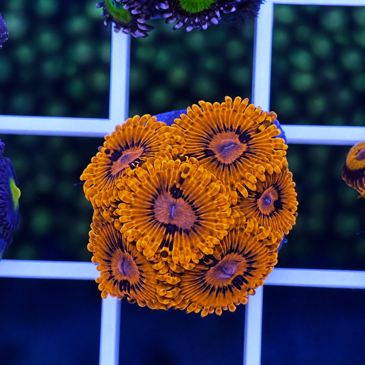 Burning Embers Zoas - WYSIWYG -These are insanely bright! coral at Lazy's Coral House.