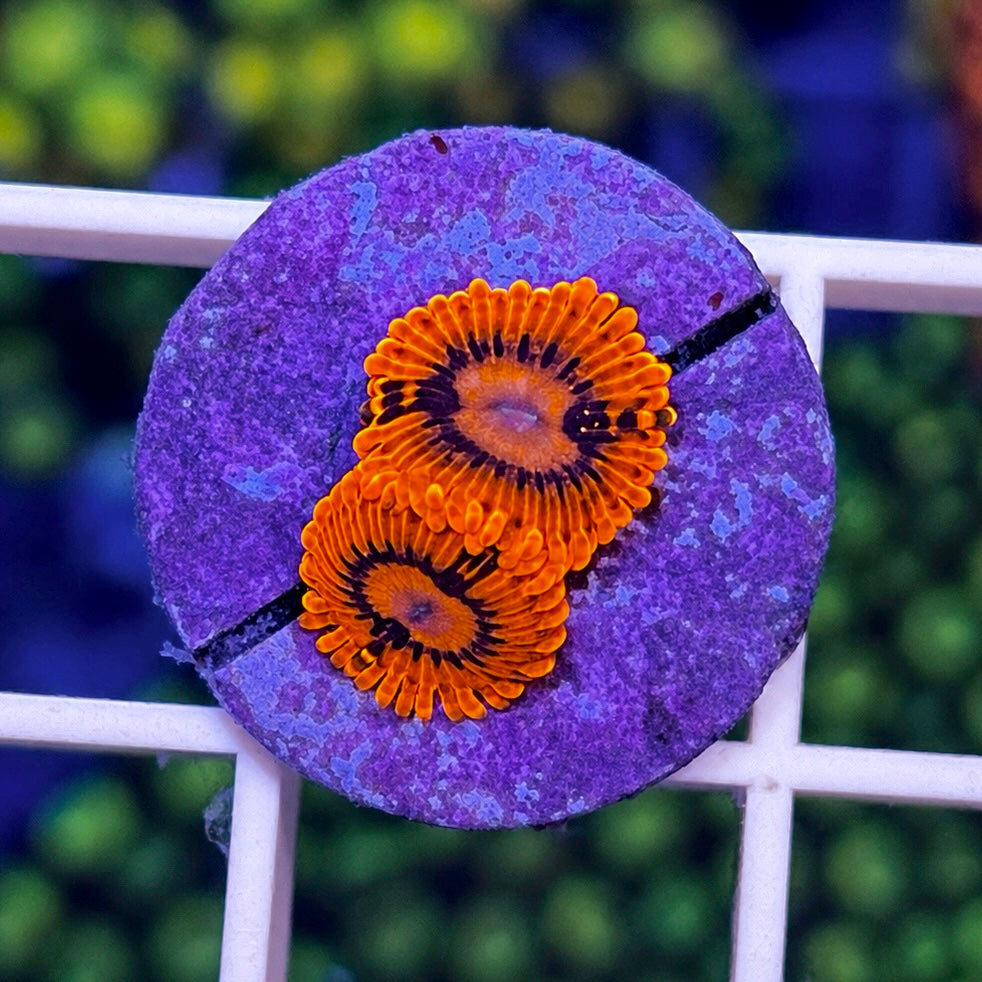 Burning Embers Zoas Yes they are that bright! - WYSIWYG coral at Lazy's Coral House.