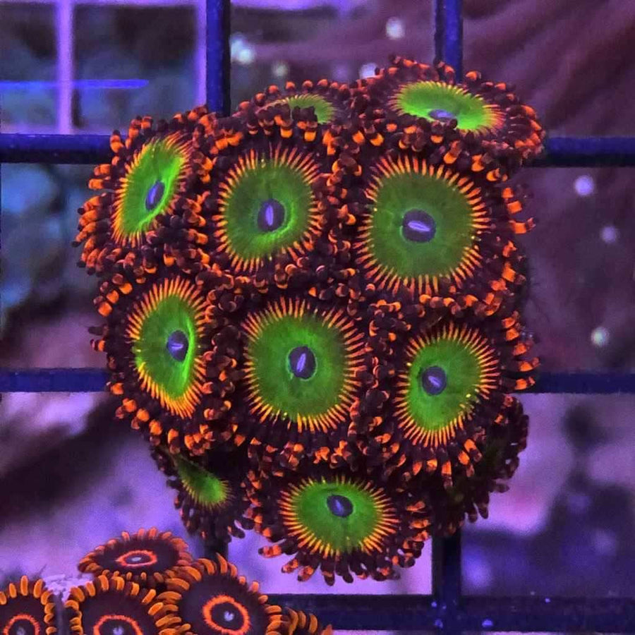 Candy Apple Reds Zoas coral at Lazy's Coral House