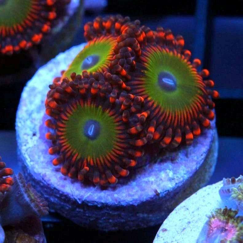 Candy Apple Reds Zoas coral at Lazy's Coral House