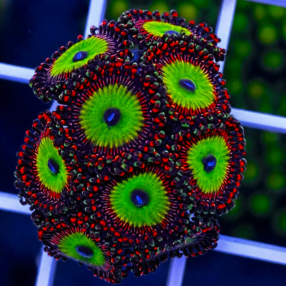 Candy Apple Reds Zoas - WYSIWYG coral at Lazy's Coral House