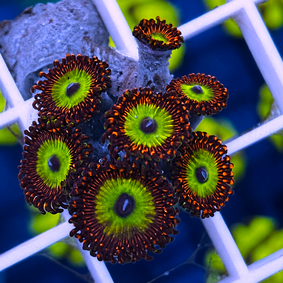 Candy Apple Reds Zoas - WYSIWYG coral at Lazy's Coral House.
