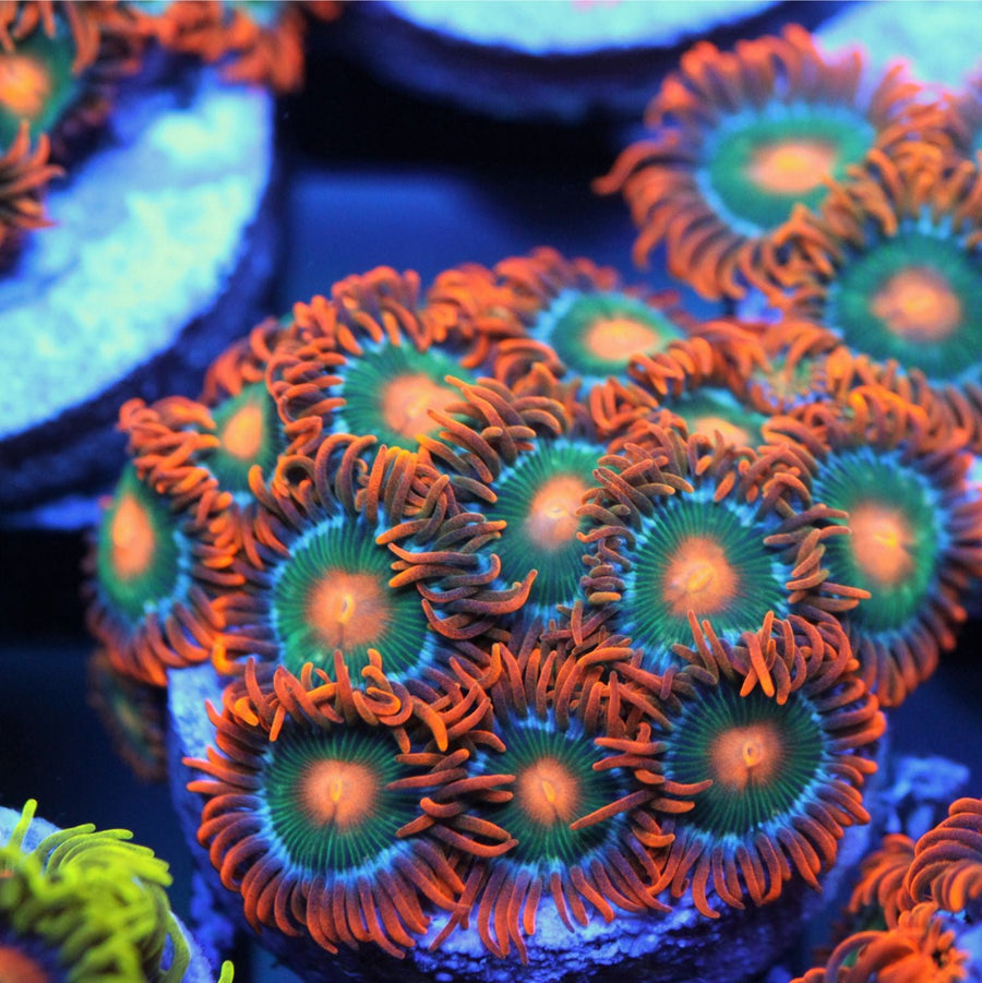 CB Rockstar Zoas coral at Lazy's Coral House