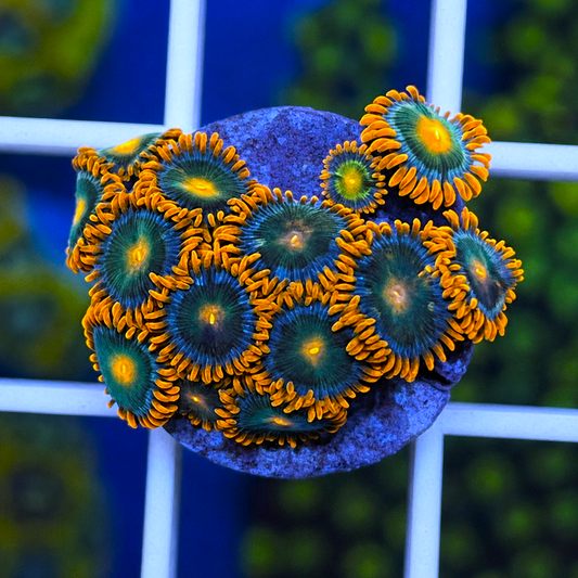 CB Rockstar Zoas - WYSIWYG coral at Lazy's Coral House.