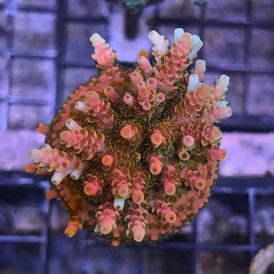 CB Tangerine Dream Acropora coral at Lazy's Coral House