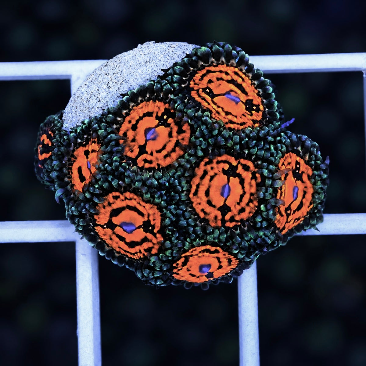 CC Flaming Brohican Zoas - WYSIWYG coral at Lazy's Coral House
