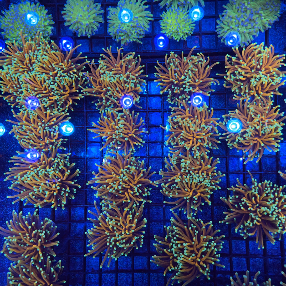 CC Goldfinger Torch coral at Lazy's Coral House