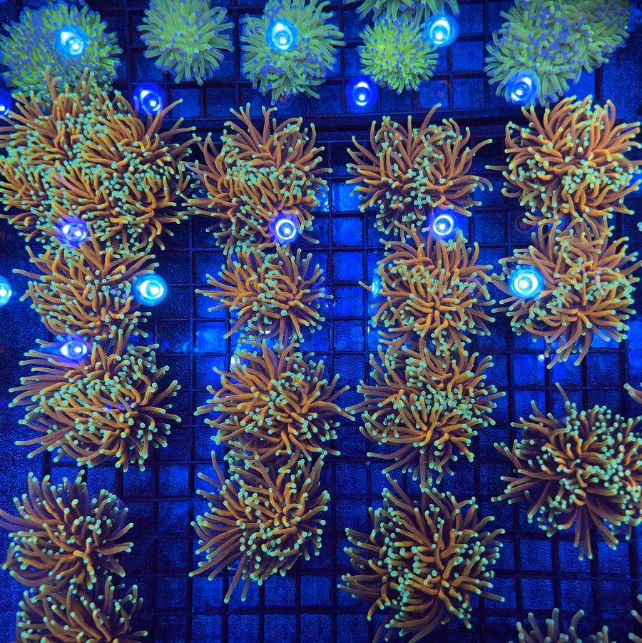 CC Goldfinger Torch coral at Lazy's Coral House