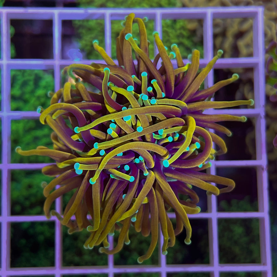 CC Goldfinger Torch coral at Lazy's Coral House