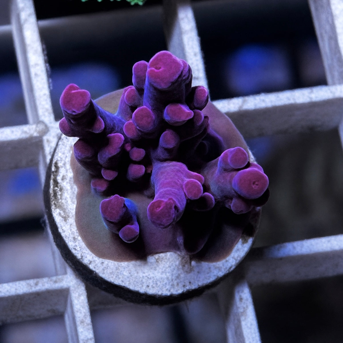 CC Hellboy Acropora - WYSIWYG coral at Lazy's Coral House.