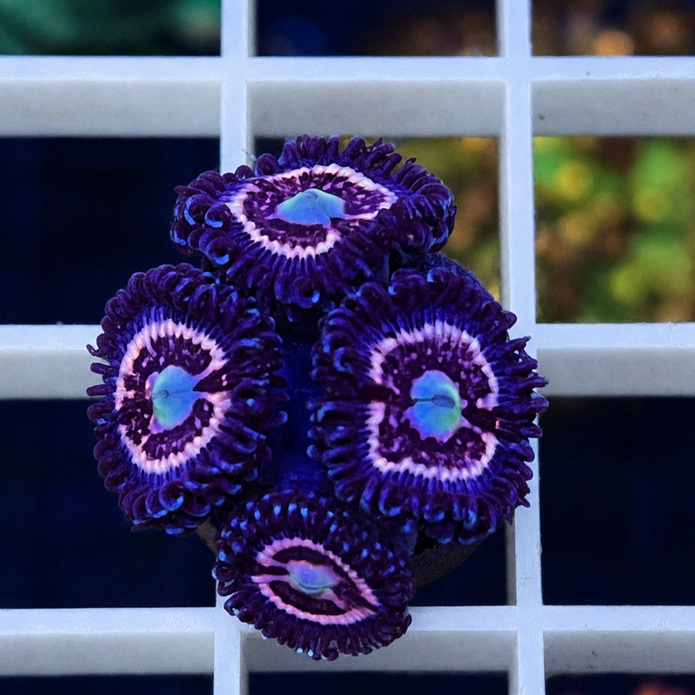 CC Pink Constellations Zoas - WYSIWYG coral at Lazy's Coral House.
