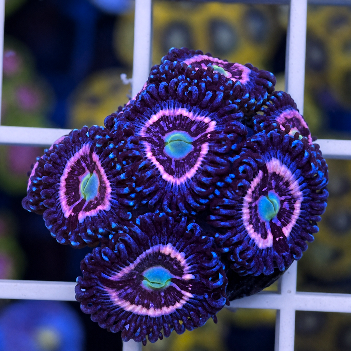 CC Pink Constellations Zoas - WYSIWYG coral at Lazy's Coral House.