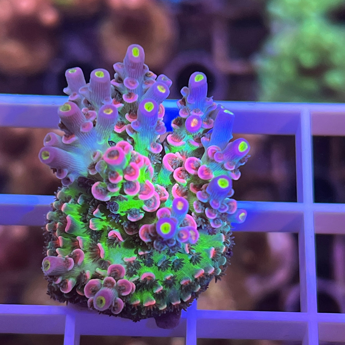 CC Pink Highlighter Acropora coral at Lazy's Coral House