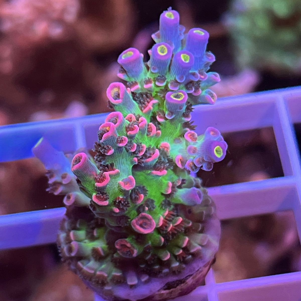CC Pink Highlighter Acropora coral at Lazy's Coral House