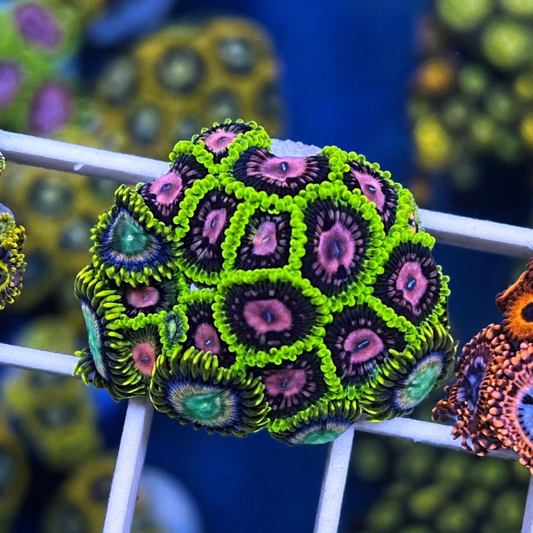 CC Scarlet Fever Zoas - WYSIWYG coral at Lazy's Coral House.