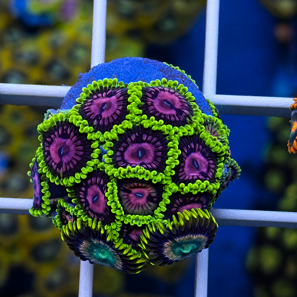 CC Scarlet Fever Zoas - WYSIWYG coral at Lazy's Coral House.