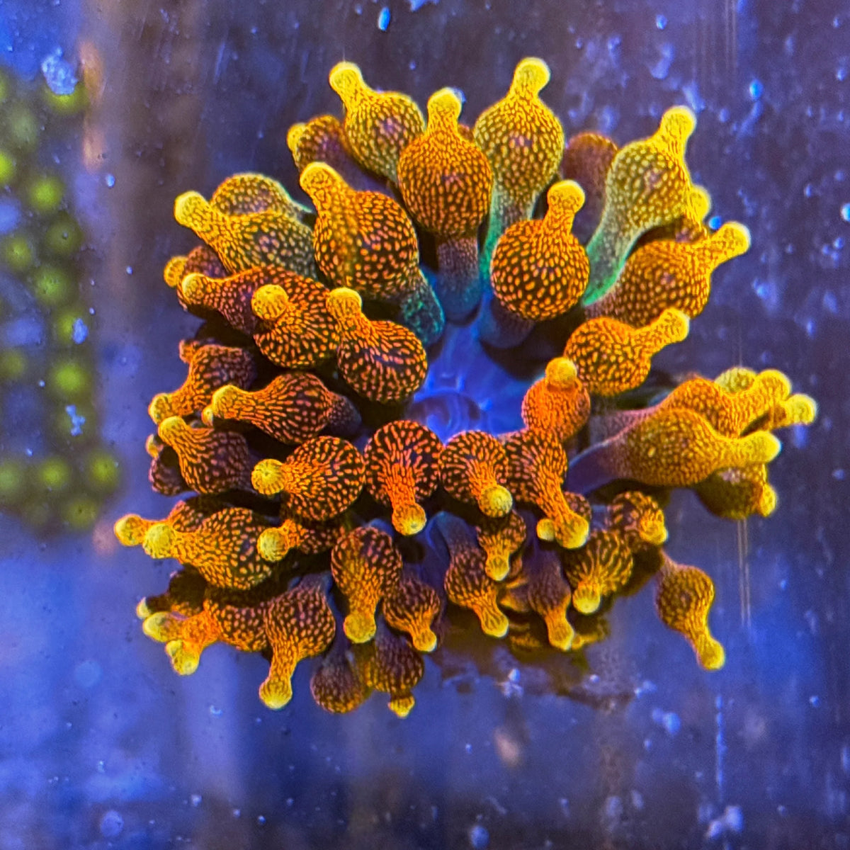 Chicago Sunburst Anemone coral at Lazy's Coral House