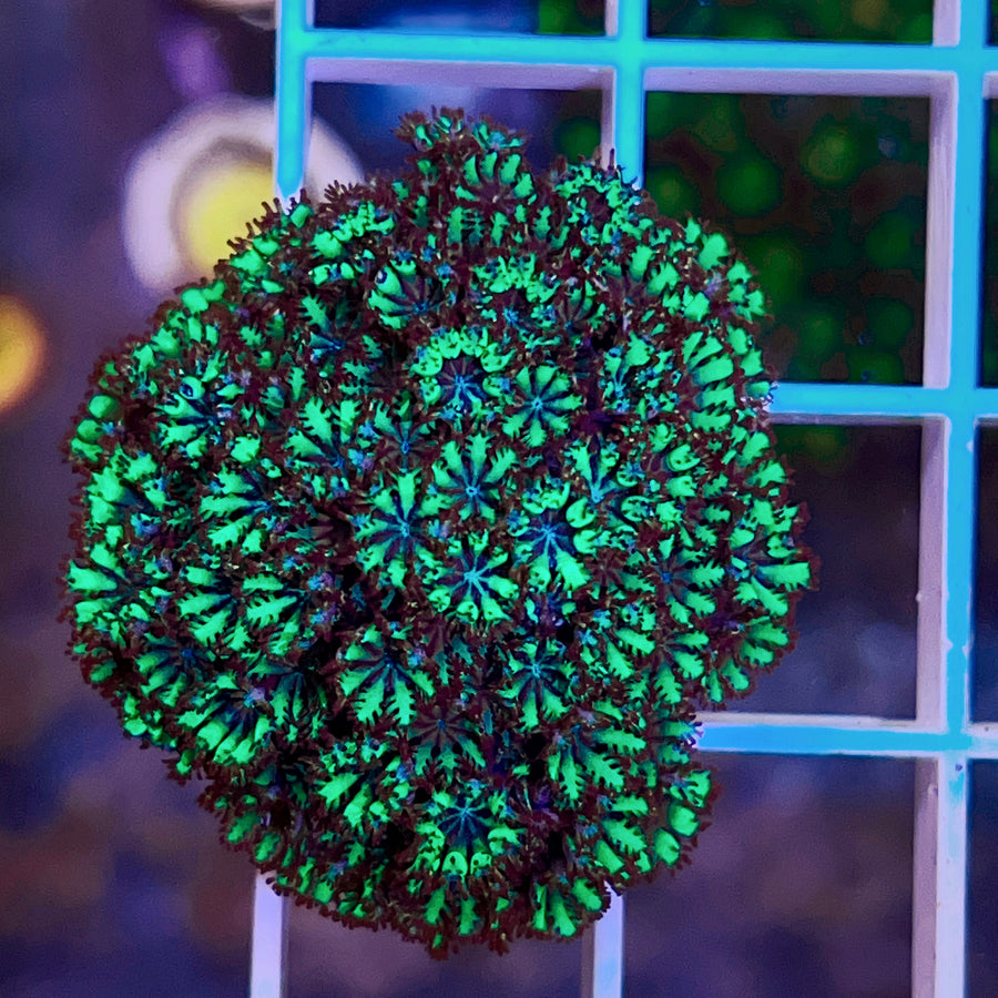 Atomic Blue/Green Sympodium coral at Lazy's Coral House