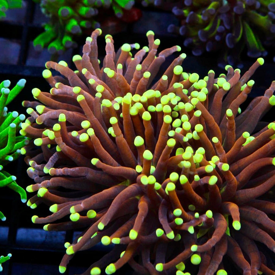 Bkchem Rust Torch coral at Lazy's Coral House