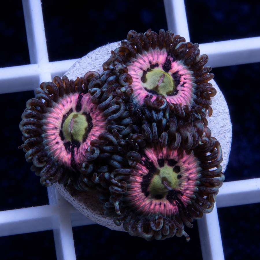 CC Pink Constellations Zoas coral at Lazy's Coral House