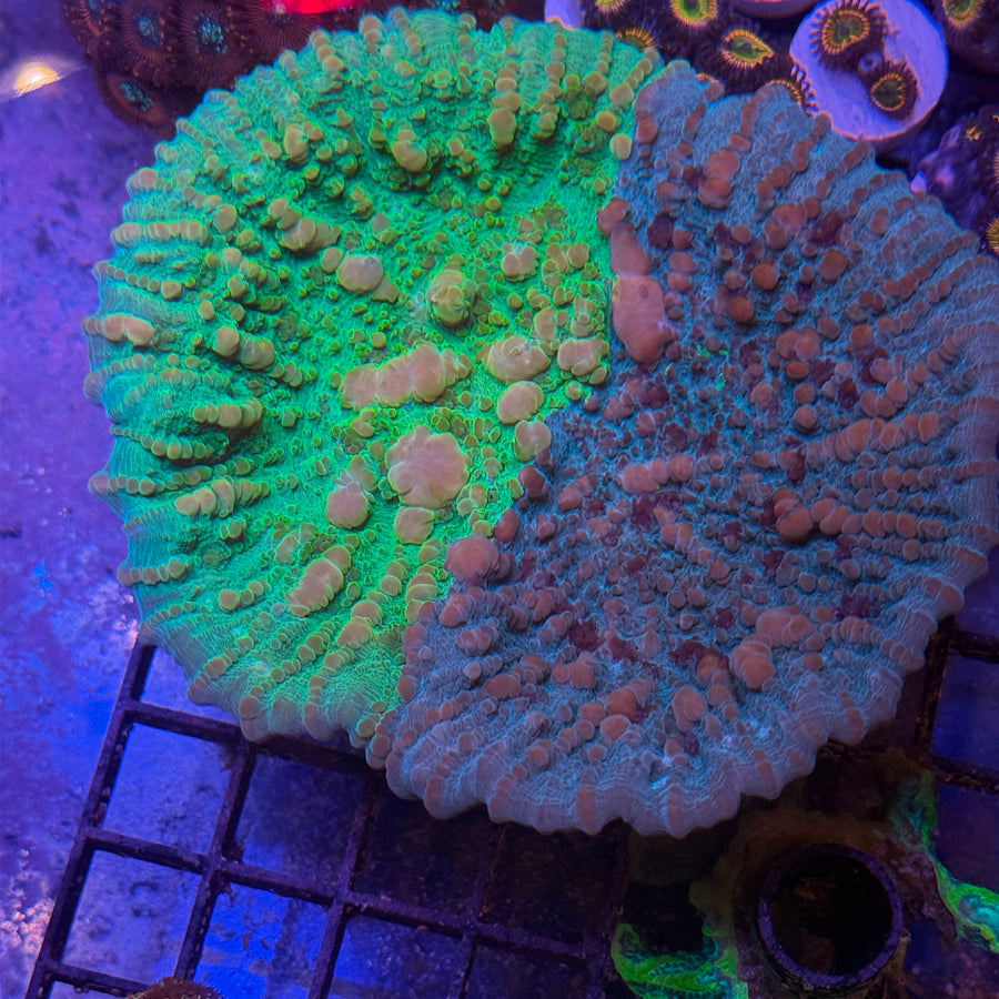 Cosmic Candy Bounce Chalice coral at Lazy's Coral House