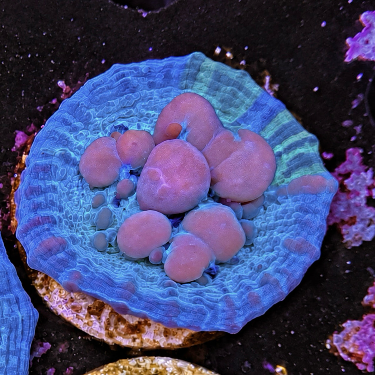 Cosmic Candy Bounce Chalice - WYSIWYG coral at Lazy's Coral House