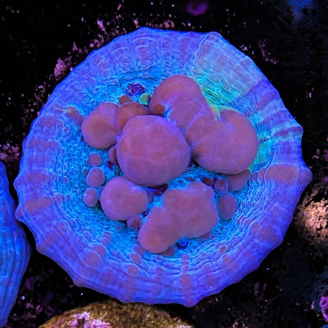 Cosmic Candy Bounce Chalice - WYSIWYG coral at Lazy's Coral House
