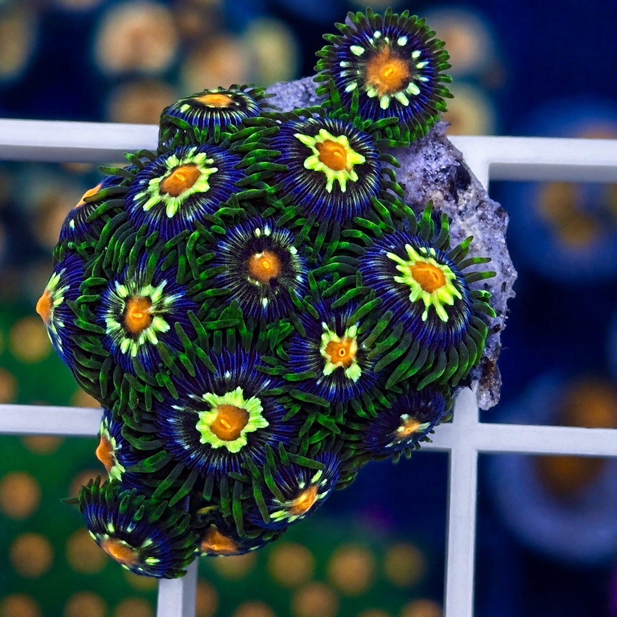 Daisy Cutters Zoas - WYSIWYG coral at Lazy's Coral House.