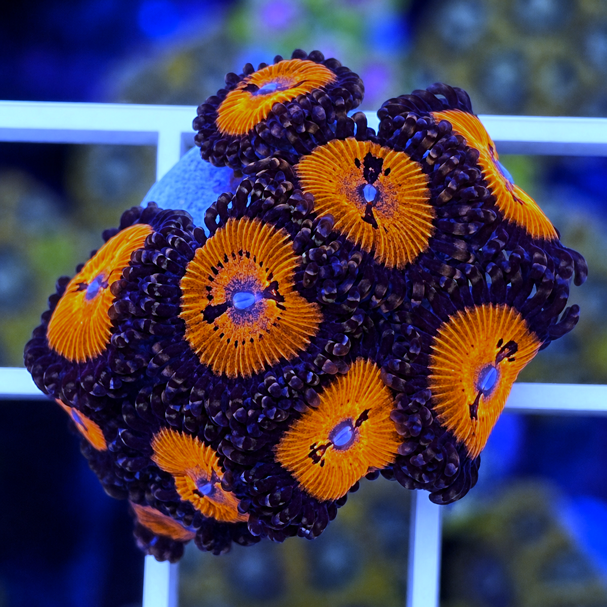 Date Night Zoas - WYSIWYG coral at Lazy's Coral House.