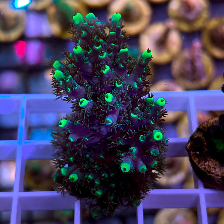 DFS Joker Acropora coral at Lazy's Coral House