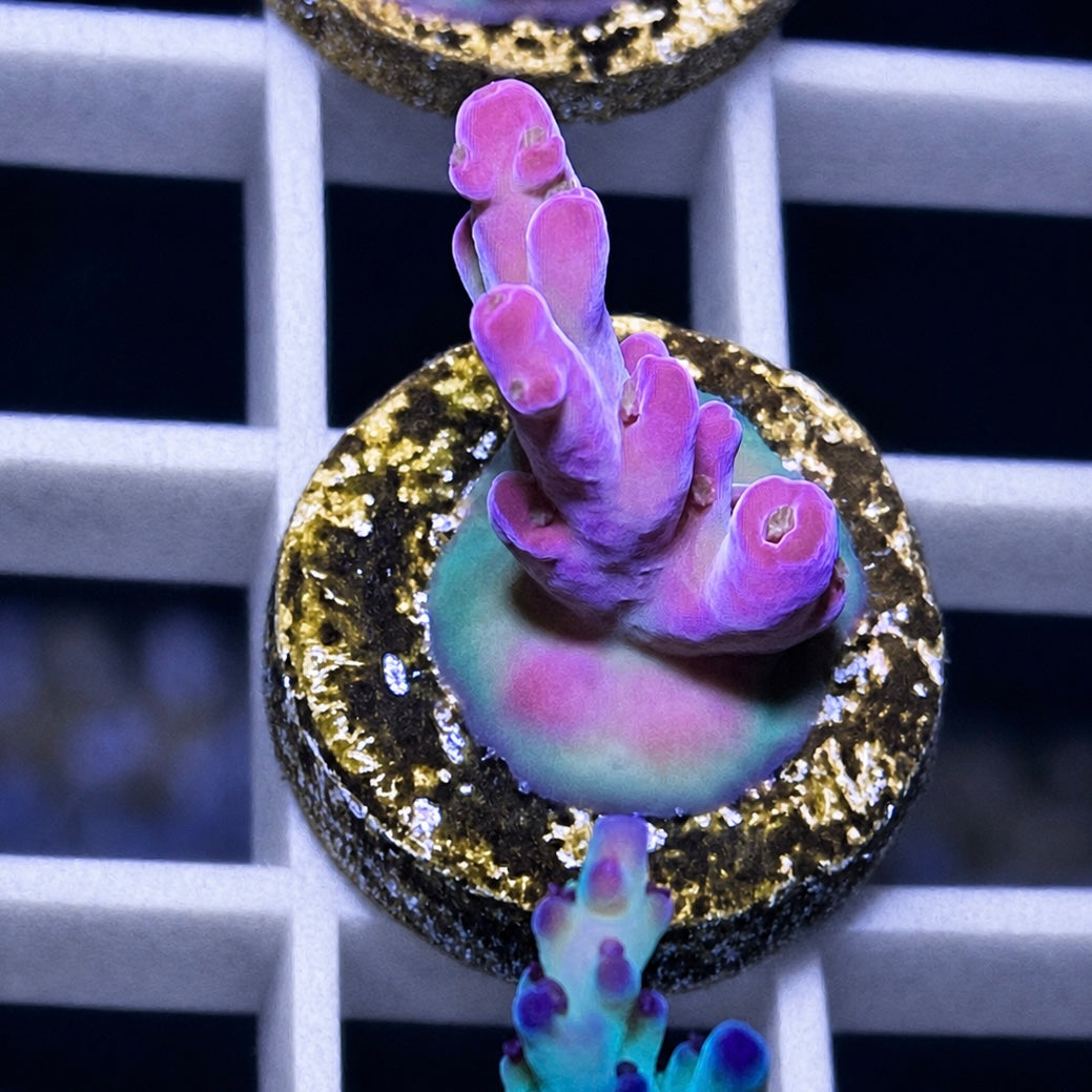DFS Pink Panther Acropora - WYSIWYG coral at Lazy's Coral House.
